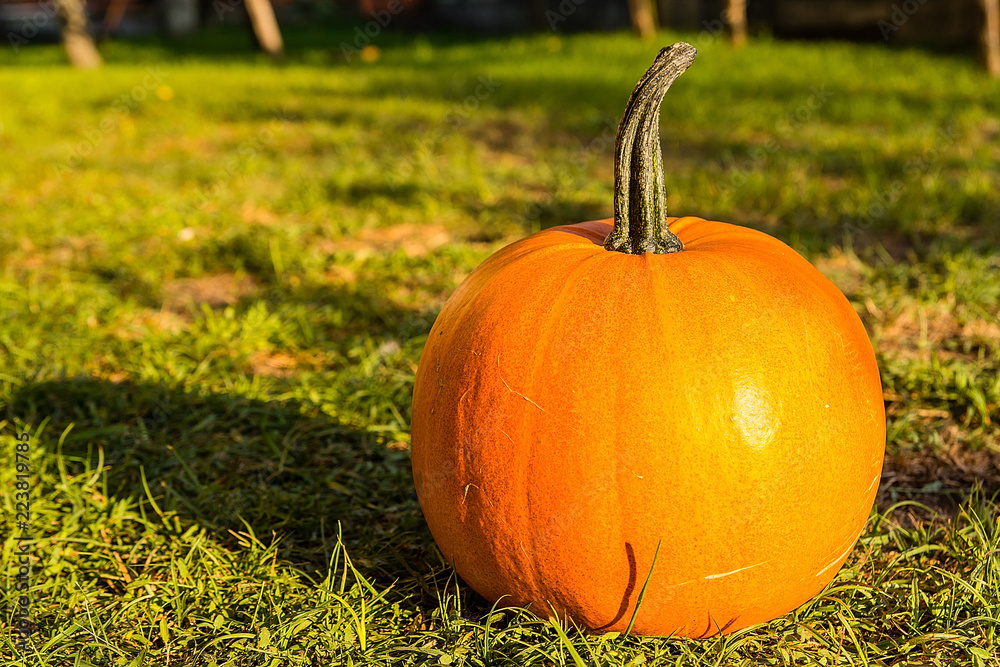 Pumpkin on the grass