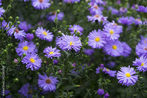 Lila Neubelgische Astern (aster novi-belgii) im Spätsommer