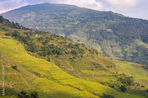 Rice paddies glow in the afternoon sun on terraced hillsides