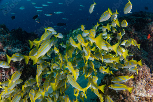 yellow Snapper Lutjanidae while diving maldives photo