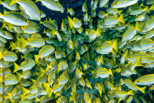 yellow Snapper Lutjanidae while diving maldives photo