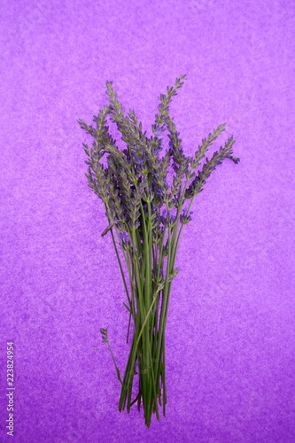 Lavender flowers. fresh twigs of lavender on a bright violet background. top view..lavender season
