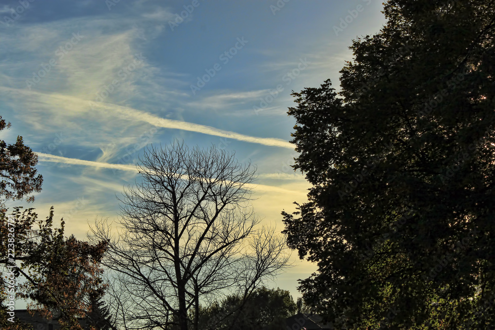 Trees in the park against the backdrop of dramatic sky