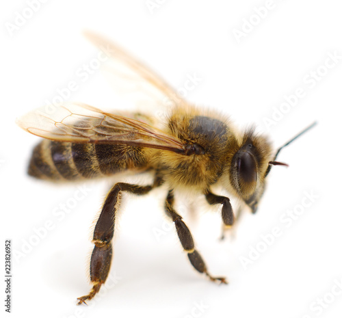  Bee isolated on white background.