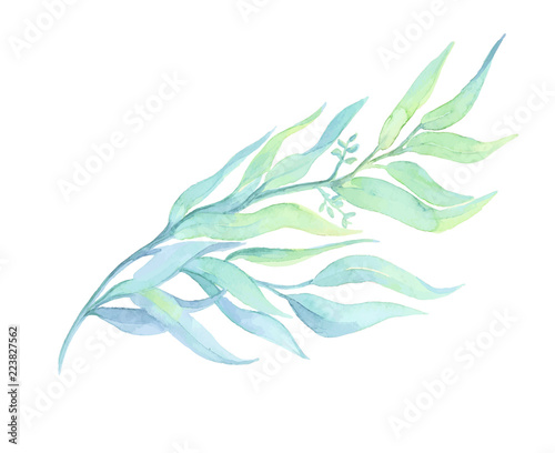 Watercolor drawn green plant deocration on white background