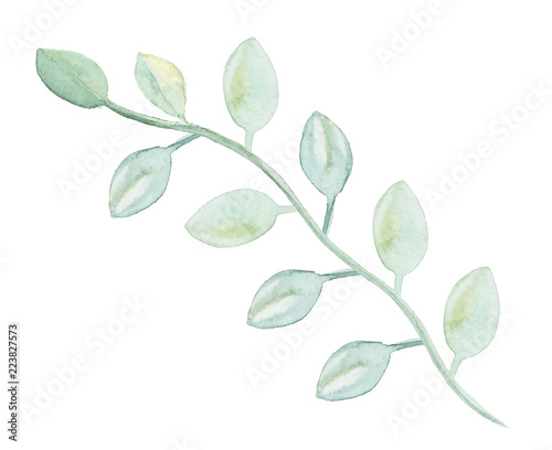 Watercolor drawn green plant deocration on white background
