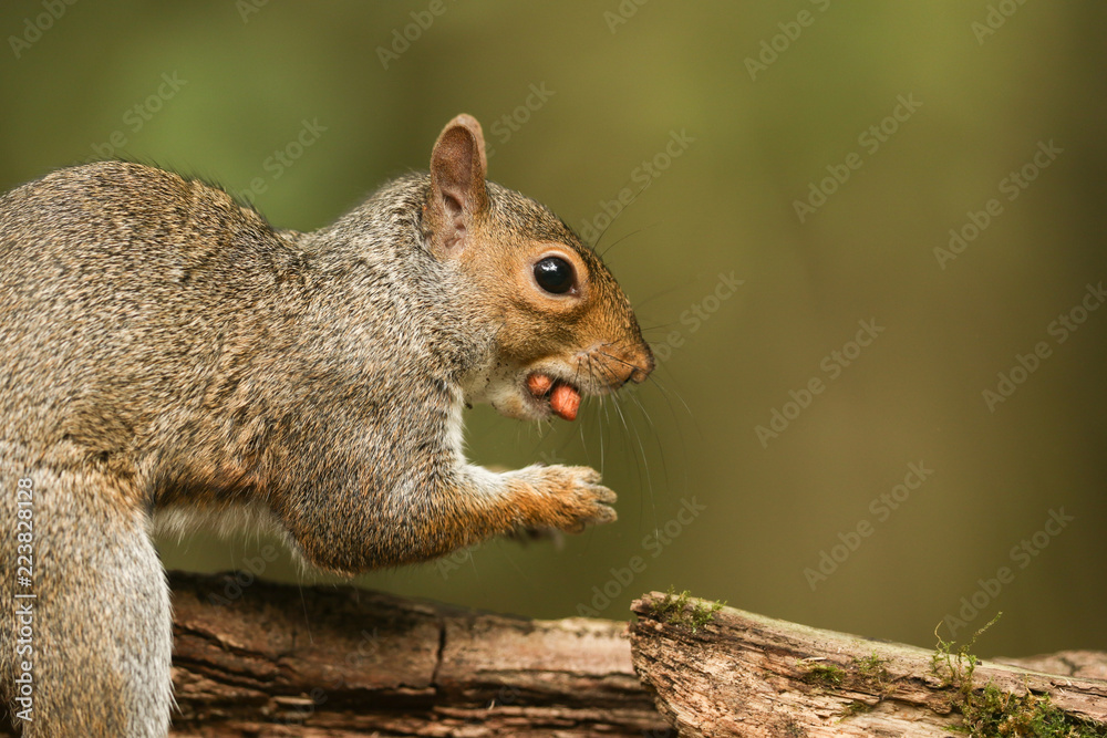 A humorous shot of a sweet Grey Squirrel (Sciurus carolinensis) with two nuts in its mouth. A humorous shot of a sweet Grey Squirrel (Sciurus carolinensis) with two nuts in its mouth.