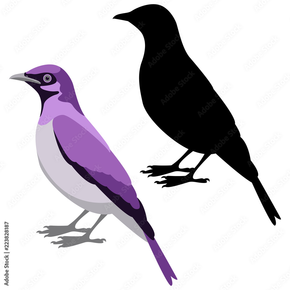 Obraz premium violet starling vector illustration flat style black silhouette