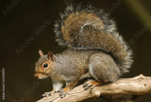 A stunning Grey Squirrel (Sciurus carolinensis) sitting on a branch in a tree.