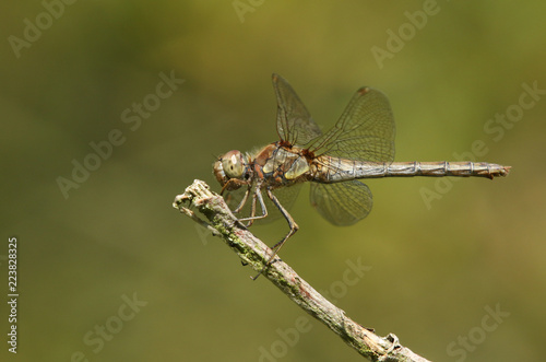 A pretty Common Darter Dragonfly (Sympetrum striolatum). perching on a twig. © Sandra Standbridge