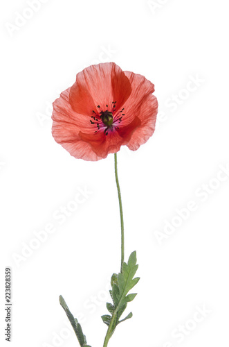 Fototapeta Naklejka Na Ścianę i Meble -  red poppy isolated on white background