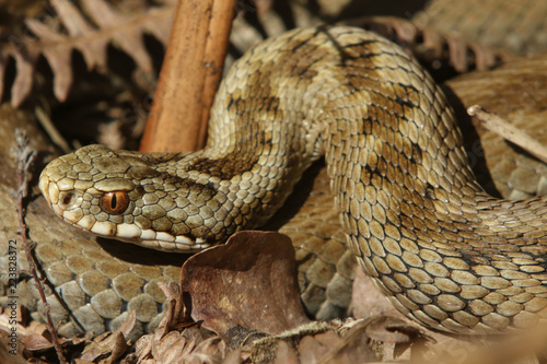A stunning Female Adder (Vipera berus) Snake just out of Hibernation.