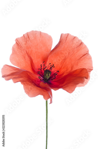Fototapeta Naklejka Na Ścianę i Meble -  red poppy isolated on white background