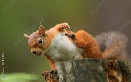 A humorous shot of a Red Squirrel (Sciurus vulgaris) sitting on a tree stump with a nut in its mouth having a scratch.