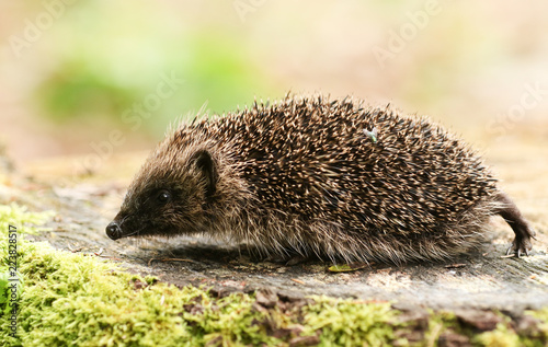 A stunning Hedgehog (Erinaceidae) walking over a tree stump in its woodland habitat.