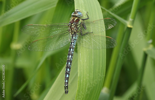 A stunning Hairy Dragonfly (Brachytron pratense) resting on a reed.