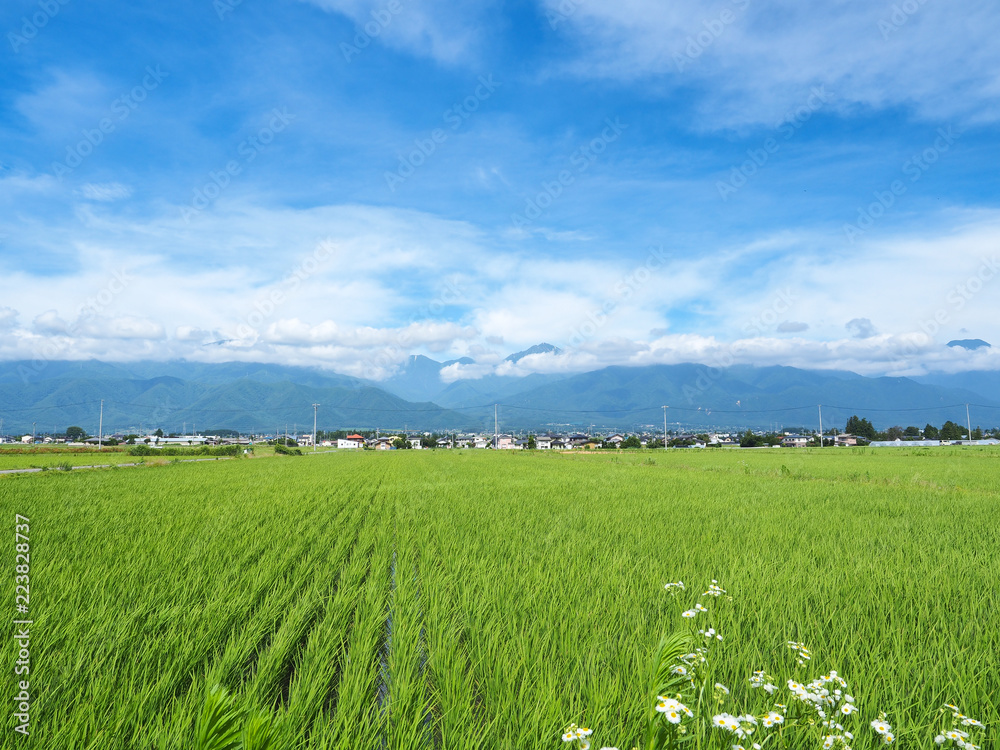 Fototapeta premium 長野県 田園風景と北アルプス