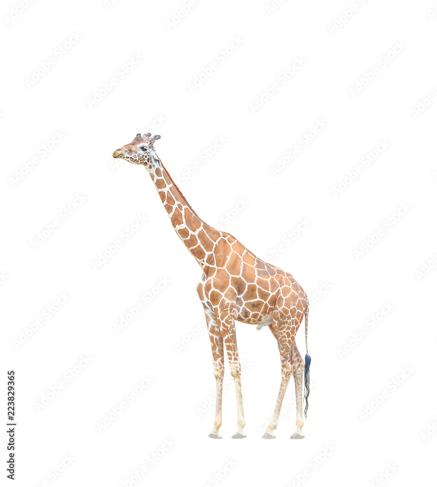 Big giraffe chewing the grass isolated on white background