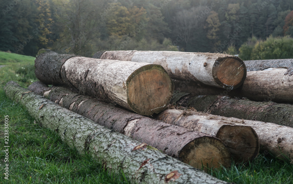 Big pile of massive tree trunks next to forest during autumn | Several wood logs laying around on a misty fall day | Bavaria, Germany Big pile of massive tree trunks next to forest during autumn | Several wood logs laying around on a misty fall day | Bavaria, Germany