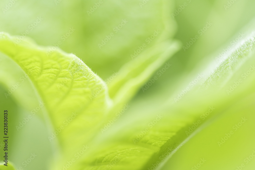 The beauty of nature leaves green blur. In the spring Under the morning light. Use as background and wallpapers. The beauty of nature leaves green blur. In the spring Under the morning light. Use as background and wallpapers.