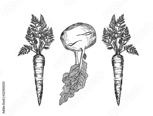 Carrots and Kohlrabi