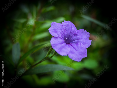 purple flower in the garden, Waterkanon,Lowkey © Peerapixs