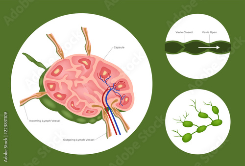 Structure of lymph nodes system vector