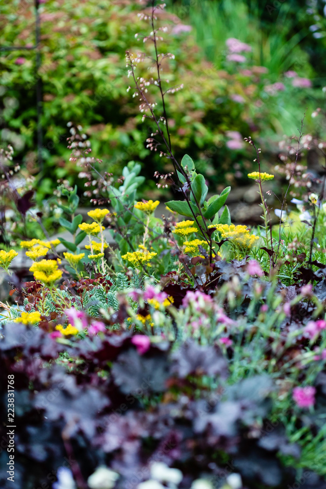 Fototapeta premium flowers in the garden