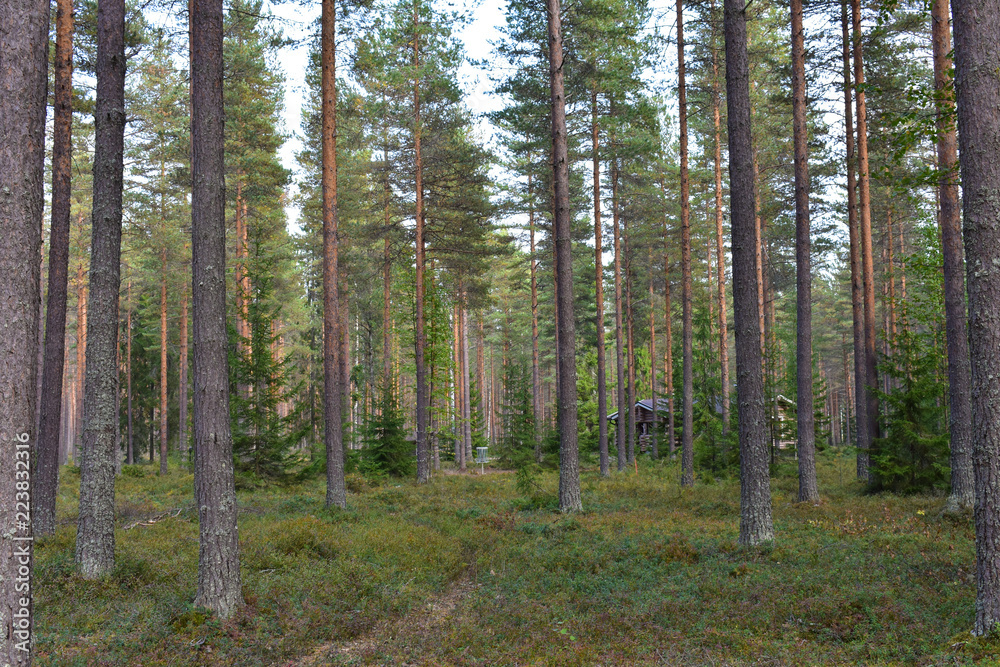 Cabins hiding behind the pine trees Cabins hiding behind the pine trees