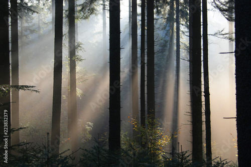 Nebelwald