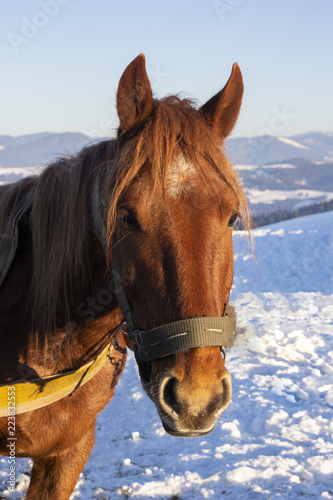 Brown lonely horse standing against the backdrop of snow-capped mountains