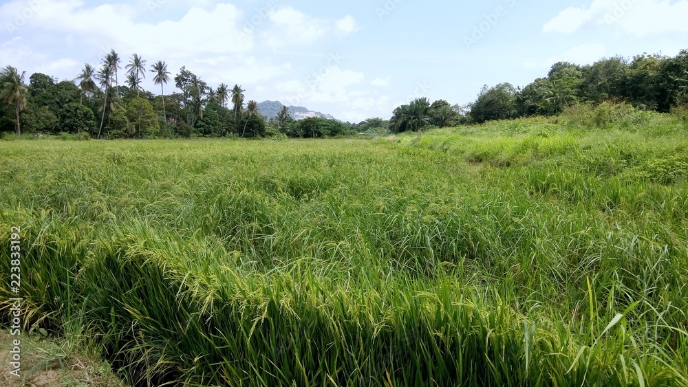a view at paddy plantation a view at paddy plantation