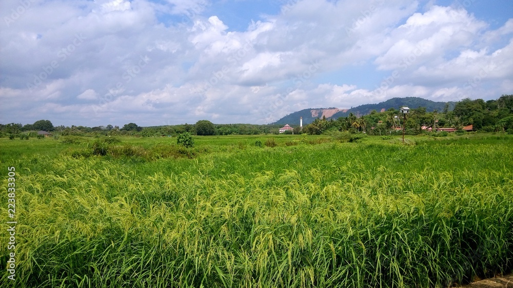 a view at paddy plantation