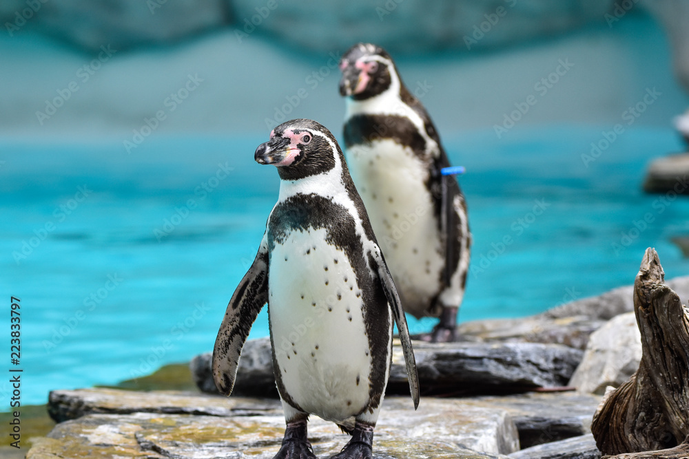 Naklejka premium Penguins at the zoo