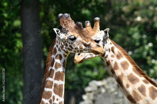 giraffes at the zoo