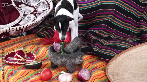 Cute chihuaha puppy eating chile from mexican molcajete