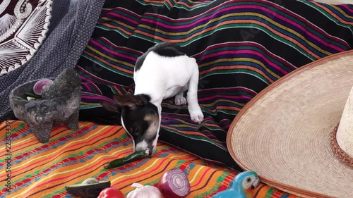 Cute chihuaha puppy eating chile