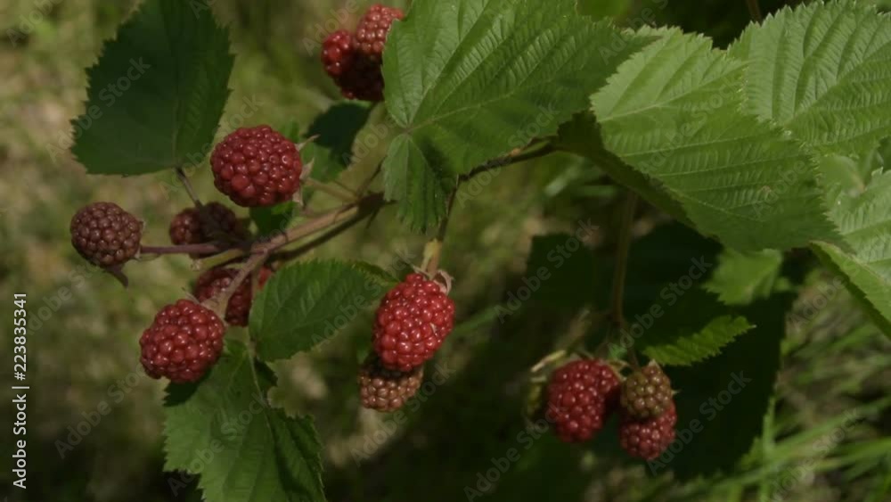Ripe Blackberry On Branch Ripe Blackberry On Branch