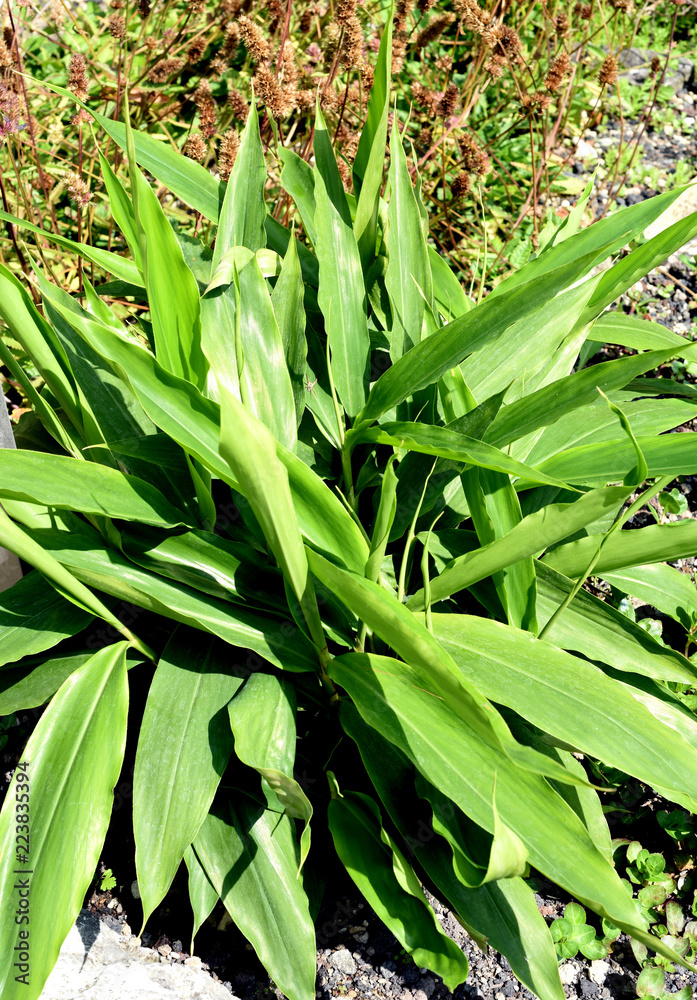 Fototapeta premium Galgant, Alpinia, officinarum