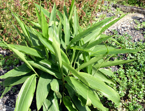 Galgant, Alpinia, officinarum