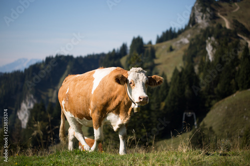 Kuh in den den Alpen