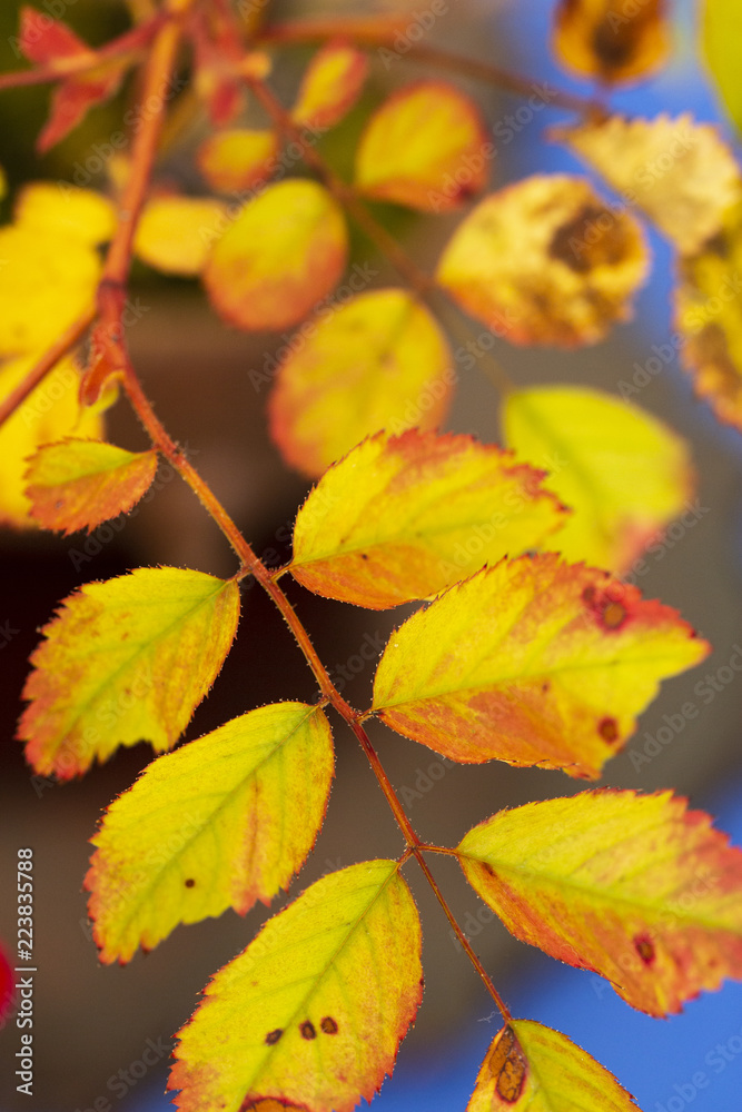 Autumn yellow leaf background