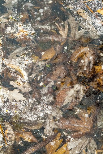 autumn leaves in winter in a frozen puddle