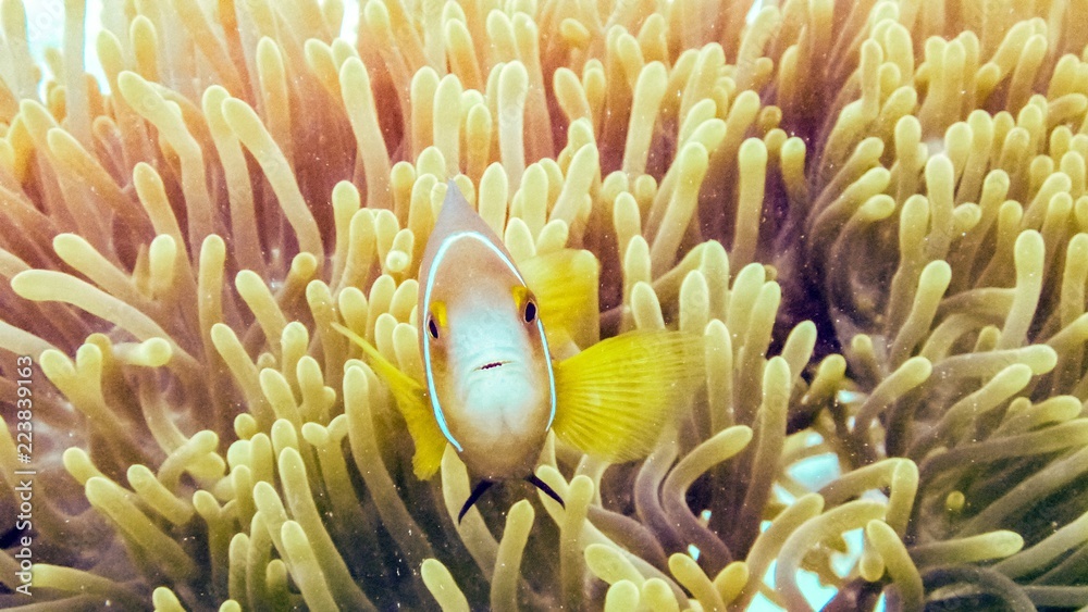 Nemo, anemonefish close up, Maldives. Nemo, anemonefish close up, Maldives.