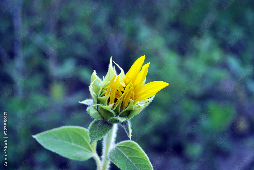 Sunflower blooming, bud with petals on stem with young leaves close up texture macro detail, organic background Sunflower blooming, bud with petals on stem with young leaves close up texture macro detail, organic background