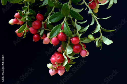 Preiselbeere, Vaccinium, vitis-idaea photo