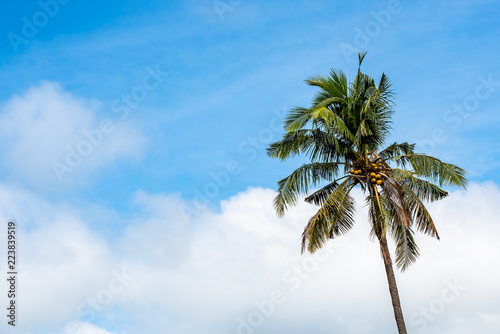 coconut tree with cloud and blue sky.
