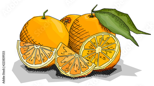 Vector illustration of drawing fruit oranges.