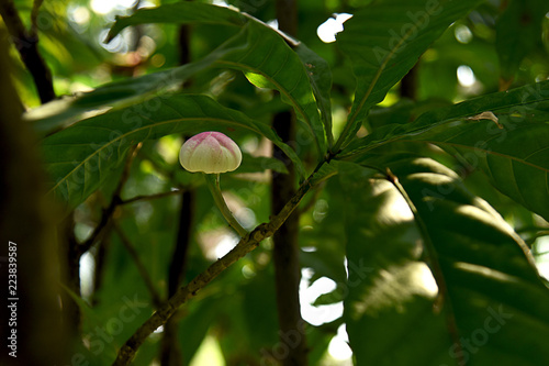 Gustavia gracillima photo