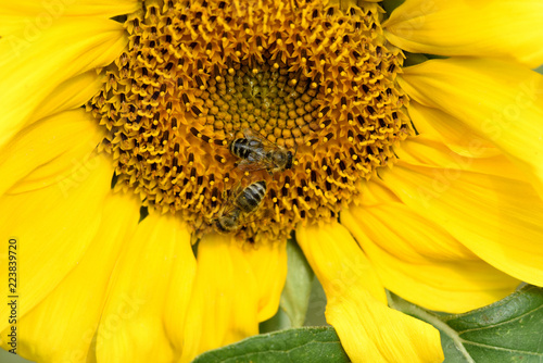 Fototapeta Naklejka Na Ścianę i Meble -  Sonnenblume, Helianthus, annuus, Hummel, Biene